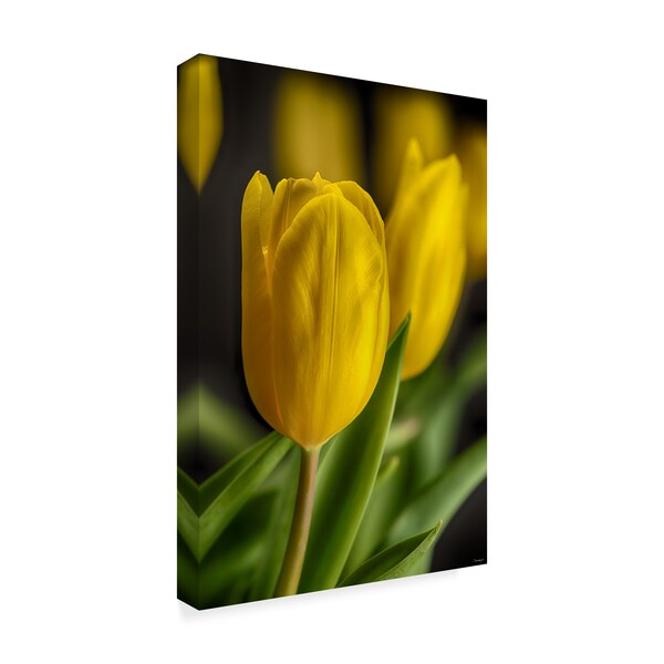 Gordon Semmens 'Yellow Tulips 2' Canvas Art,30x47